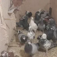 کبوتر رنگه سار  و سرور سبز  قره|پرنده|گلبهار, شهر جدید گلبهار|دیوار