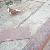 کبوتر