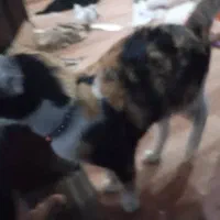 گربه|گربه|ارومیه, |دیوار