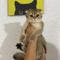 الو دامپزشک