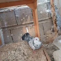 پرشی .|پرنده|اصفهان, شاهد|دیوار