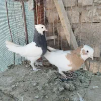 4 جفت طوقی عتیقه|پرنده|رفسنجان, |دیوار