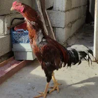 خروس
