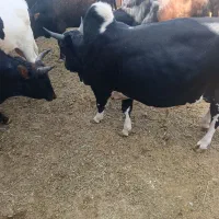 گوساله چاق سوپر دولوکس