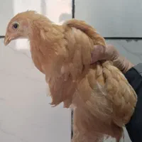 جوجه ۲.۵ ماهه برهما|حیوانات مزرعه|شهرضا, |دیوار