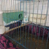 مرغ عشق نر نیمه دستی ارام ارام و سرحال