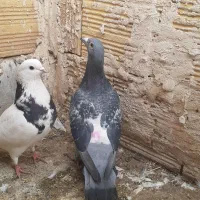 کفتر رنگی|پرنده|قم, ولیعصر|دیوار