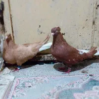 جفت دم سفید