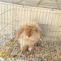 خرگوش مینی لوپ اصلی