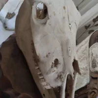 جمجمه طبیعی