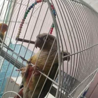 گرینچیک سالم کار داده