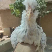 مرغ گلین طوسی|حیوانات مزرعه|اصفهان, بهارستان|دیوار