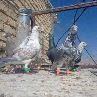 کبوتر.  سرور چاپی|پرنده|شیراز, شریف‌آباد|دیوار