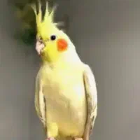 ۵تاعروس هلندی نروماده سخنگو