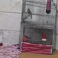 سره رسمی نر جوجه قفس، حلقه پا