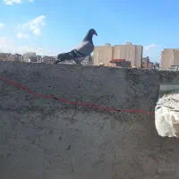 دوبر بالا|پرنده|اردبیل, |دیوار