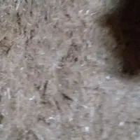 کاه‌سفید‌دیم‌‌تمیز