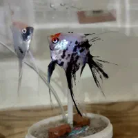 ماهی آنجل کوی ماربل مولد