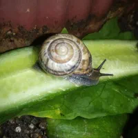 حلزون فروشی|خزنده|خواف, |دیوار