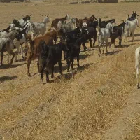 بزوبیگ داشتی برای فروش