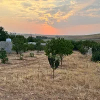 باغچه 1000 متری عرض 20 متر (قیمت کارشناسی )