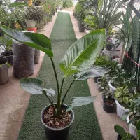 نخل نیکولای، ۴ مدل بگونیا و ...