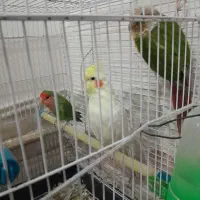 طوطی گرنجیک  عروس هلندی طوطی برزیل