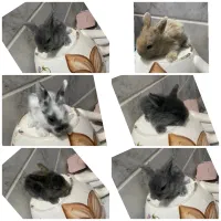 بچه خرگوش لوپ