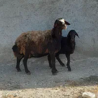 گوسفند جوان خانگی با بره دوماهه نر