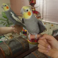 عروس هلندی|پرنده|قم, باغ شریفی|دیوار