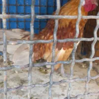 سه عدد خروس مینیاتوری|حیوانات مزرعه|لواسان, |دیوار