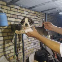 سگ افغان اصیل