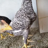 چنتا جوجه لاری کوکو وارداتی