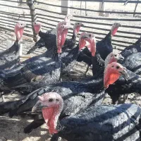 باسلام، بوقلمون نر و ماده چاق اورگانیک درچگنی|حیوانات مزرعه|چگنی, |دیوار