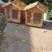 لانه جوجه مرغ