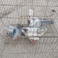 کفتر|پرنده|شیراز, کرونی(خاتونک)|دیوار