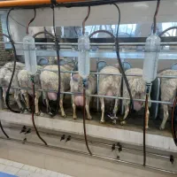 شیر گوسفندی