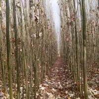 قره قواخ|گل و گیاه طبیعی|بکتاش, |دیوار