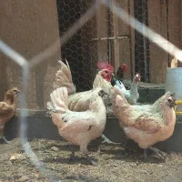 سلام تخم مرغ نطفه دار|حیوانات مزرعه|رفسنجان, |دیوار