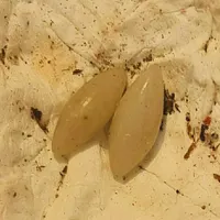 مهره سفید