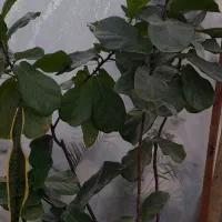 گلهایآپارتمانی|گل و گیاه طبیعی|اسلامشهر, شاطره|دیوار