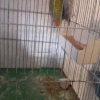 طوطی برزیلی