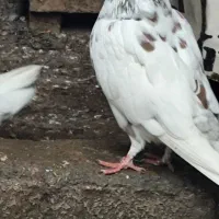 کبوتر نر پرشی عالی خال قرمز