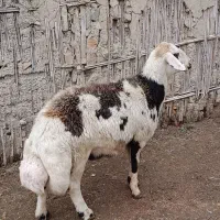 قوچ پلنگی دوساله به شرط راندن|حیوانات مزرعه|سیمین شهر, |دیوار