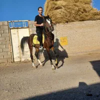 کرایه اسب و آموزش اسب سواری و سوارکاری|اسب و تجهیزات اسبسواری|تبریز, |دیوار