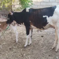 گاو جرسی با گوساله ماده خارجی