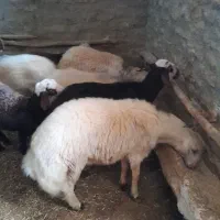 بره نر|حیوانات مزرعه|زاغه, |دیوار