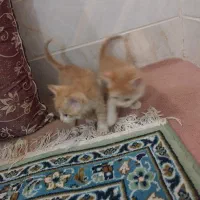 گربه فروشی