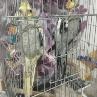 چهارعدد عروس هلندی یکجا با قفس