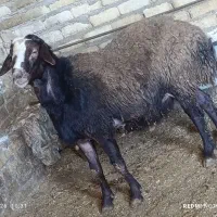 بره نر55کیلو|حیوانات مزرعه|قزوین, |دیوار